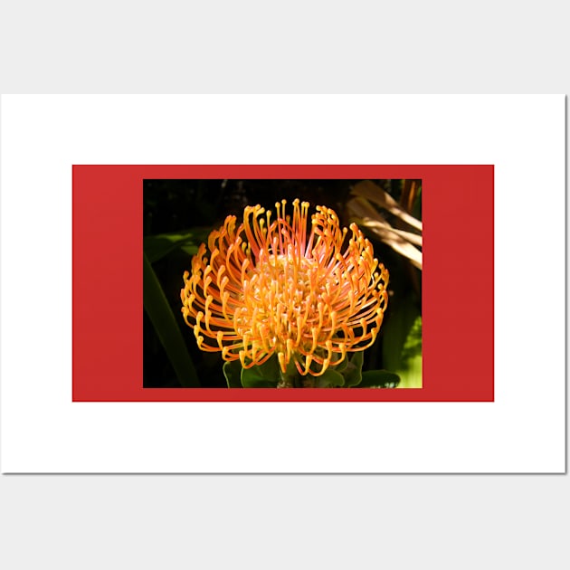 Protea Pincushion Wall Art by Binovska